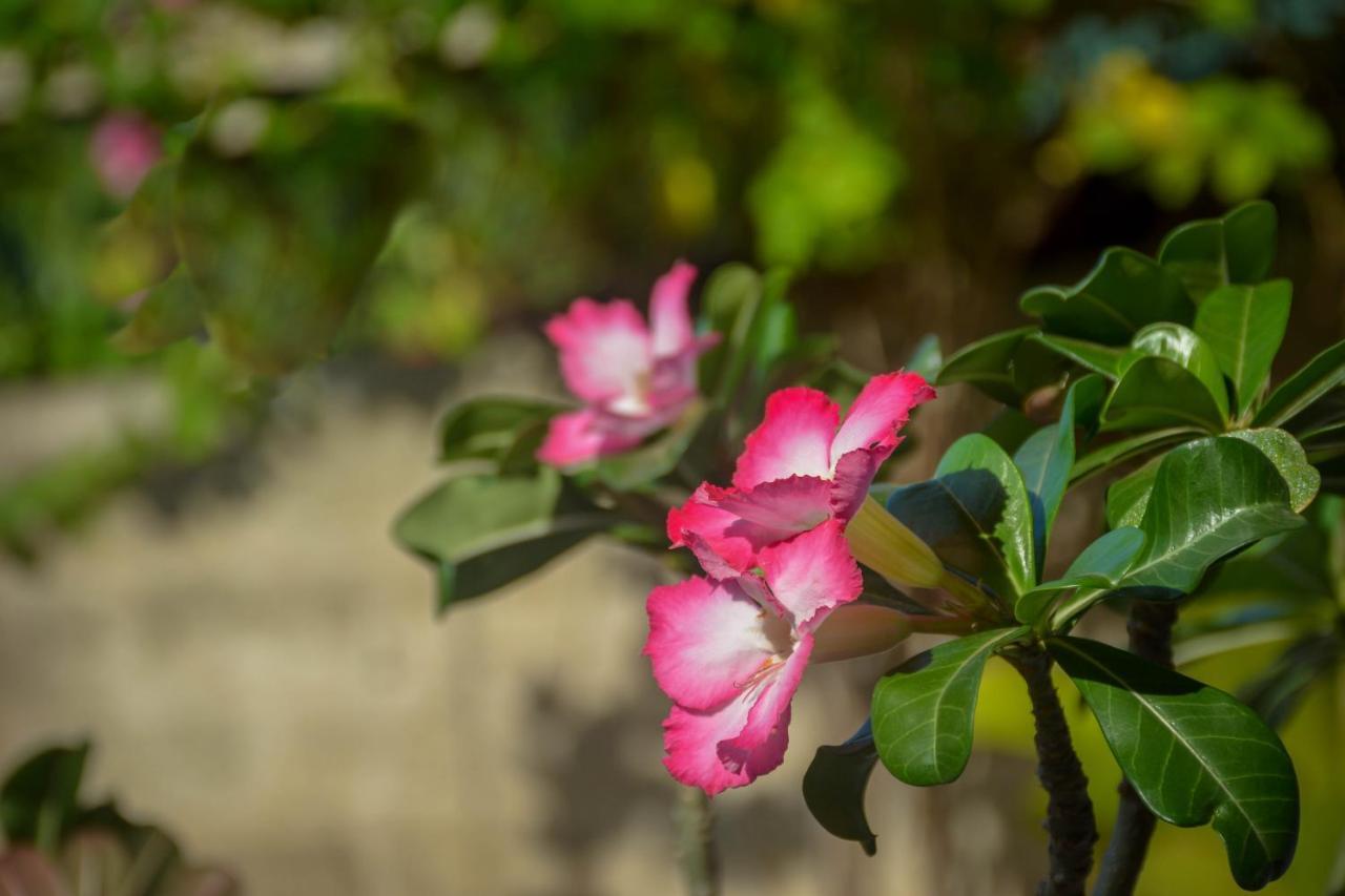 Janu Homestay Tangalle Luaran gambar